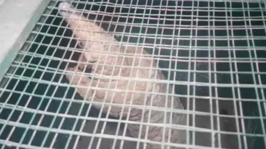 Pangolin Rescued, 4 Arrested In Odisha
