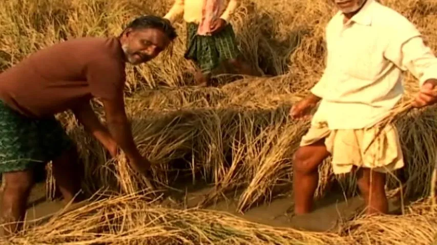 Odisha govt seeks report on damage of crops due to pest attack