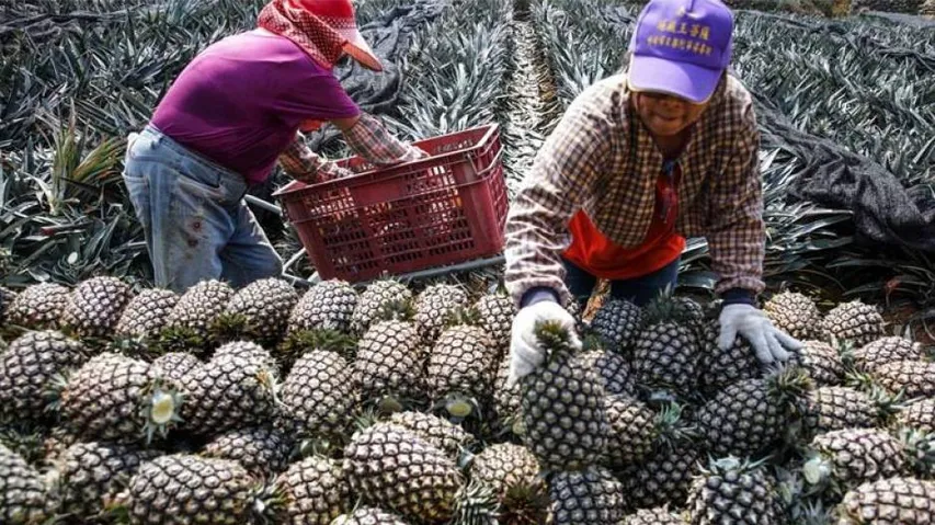 How Taiwan Won 'Pineapple War' Against China