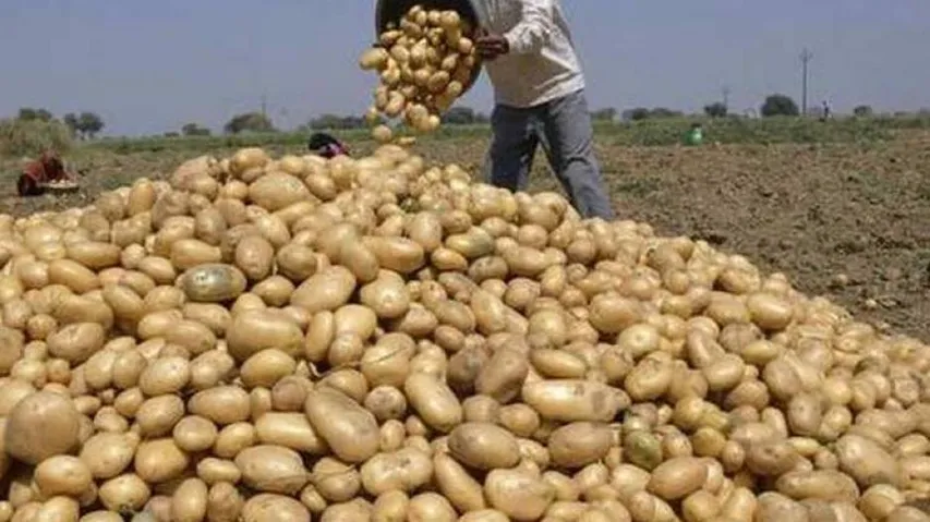 Potato Prices Cross Rs 35-per-kg Mark In Odisha