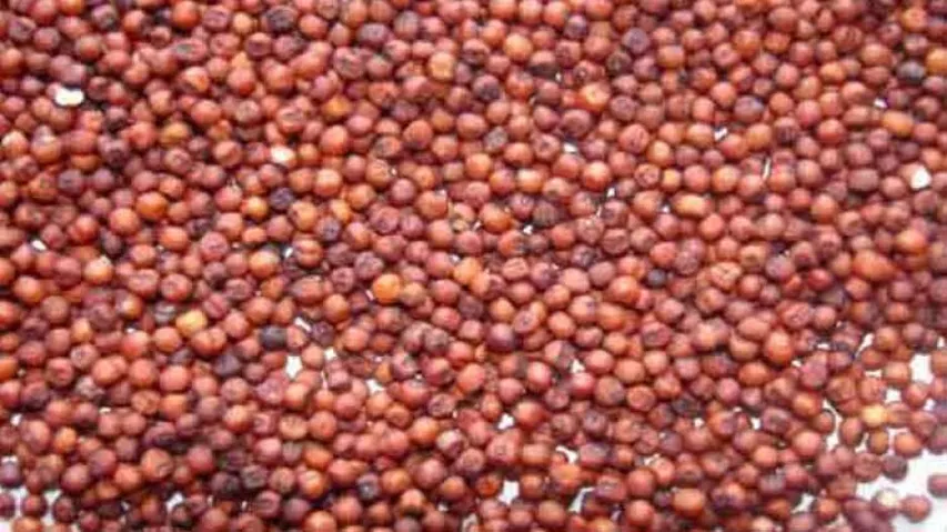 Odisha To Procure 1 Lakh Quintal Of Ragi In Kharif Season