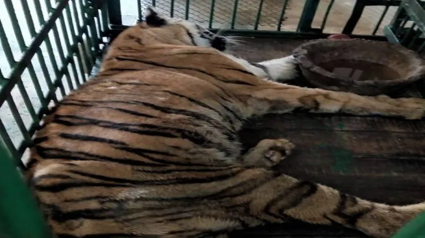 Tigress Rebati dies of old age at Nandankanan zoo