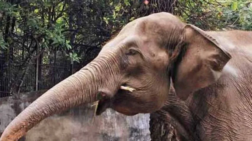 Two Elephants Die Of Suspected Electrocution In Odisha