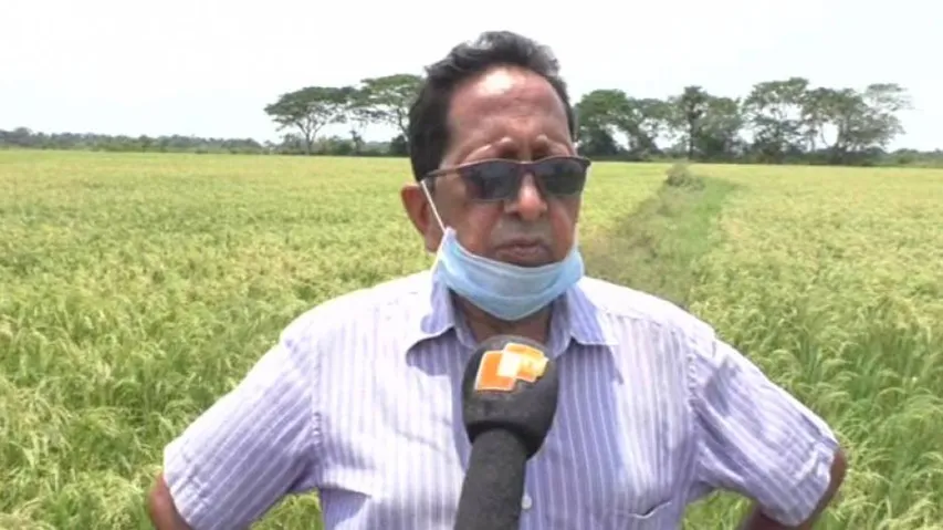 Ex-IAF Officer Grows Diabetic-Friendly Rice In Jagatsinghpur