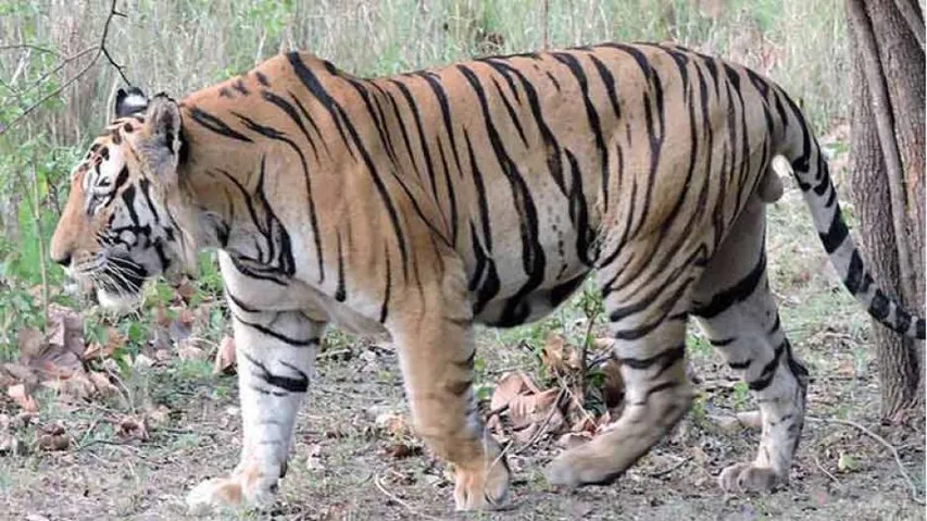 Tiger Census: Odisha Scores Zero In Four Years!