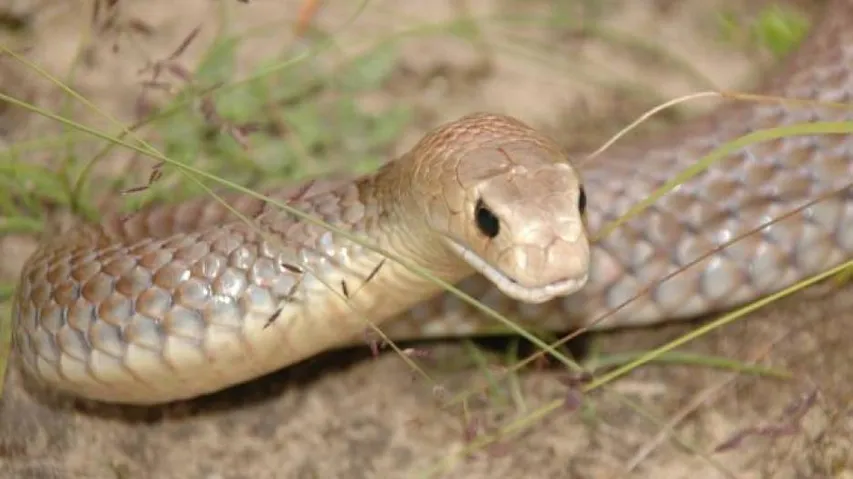 Man dies trying to protect dog from snake