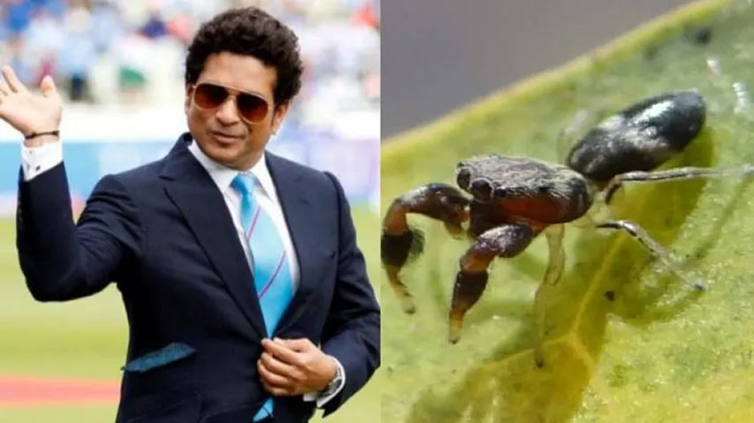 New Species Of Asian Jumping Spider Named After Sachin Tendulkar