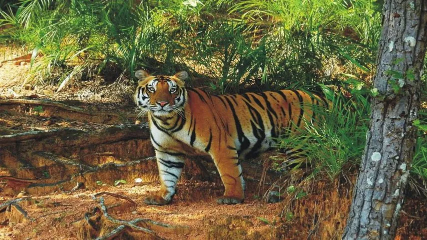 Odisha to release Royal Bengal tiger couple in Satkosia