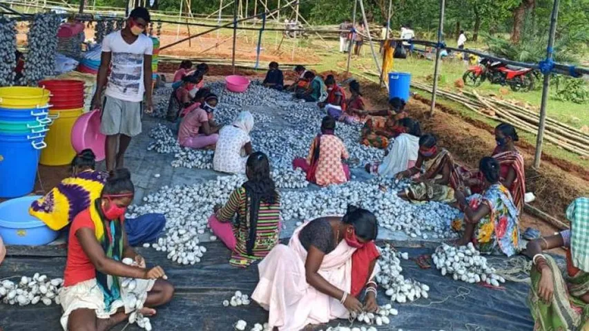 Odisha Creates 11 Lakh Mandays Through Sericulture During COVID-19 Pandemic