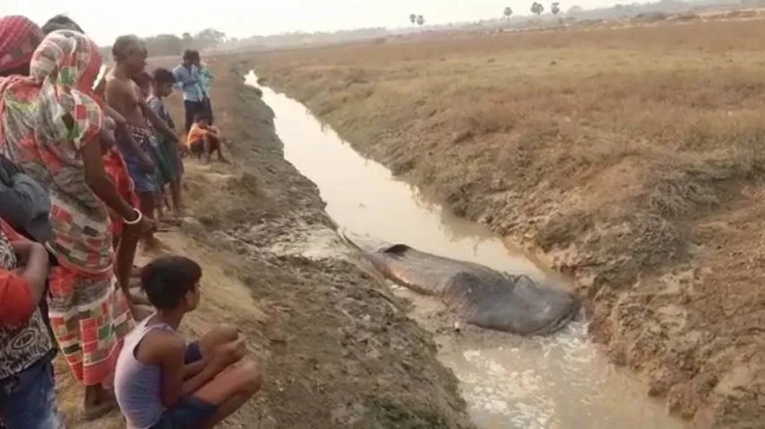 Odisha: Giant Shark Carcass Found In Nullah