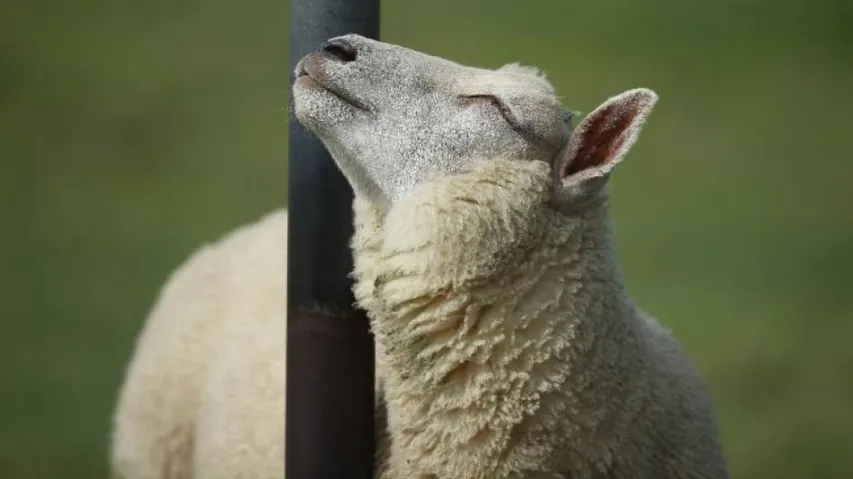Scientists grow sheep embryos containing human cells