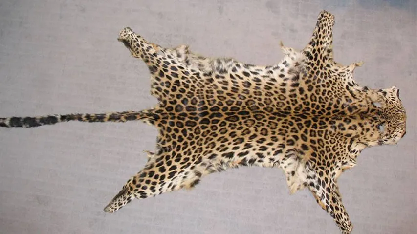 Crime Branch STF Seizes Leopard Skin, Smuggler Arrested