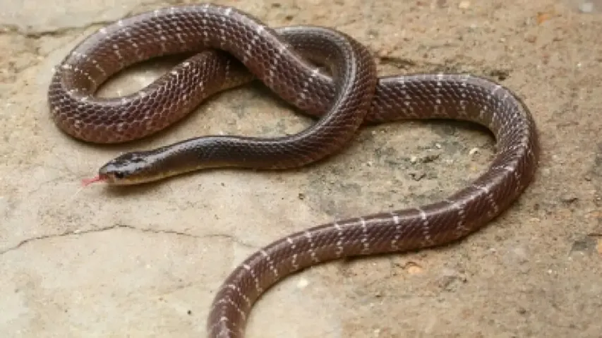 Snake