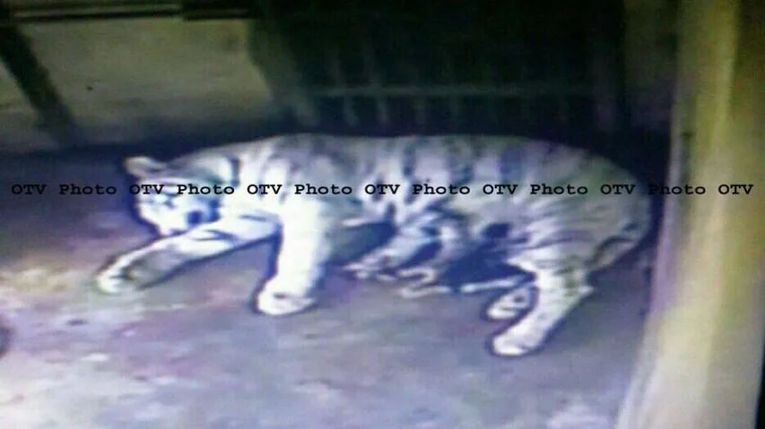Tigress 'Sneha' gives birth to 3 cubs in Nandankanan