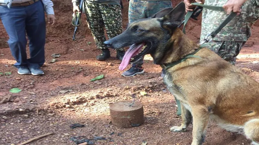 ITBP dog 'Sophia' foils IED blast in Chhattisgarh, saves lives