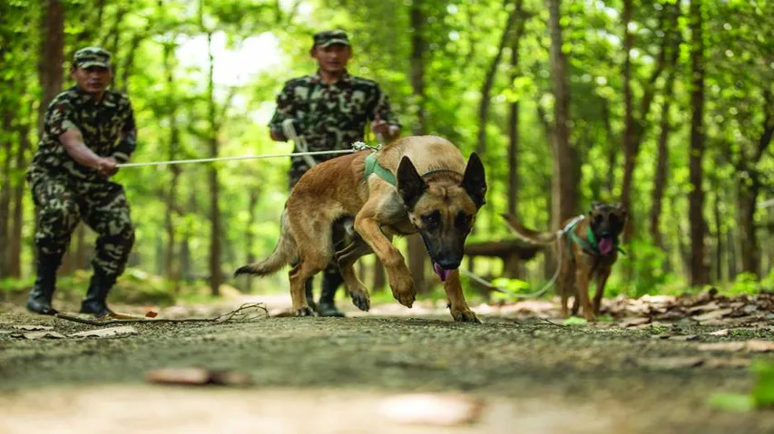 Thirteen new sniffer dogs to curb wildlife crime