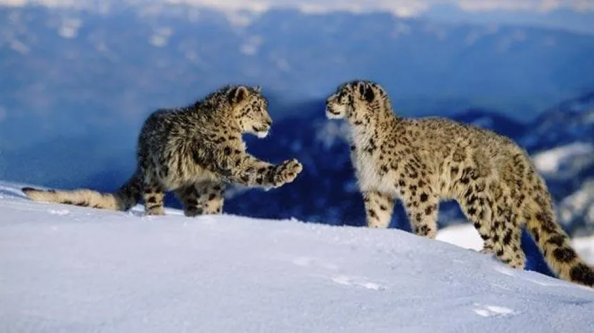 Arunachal MP seeks survey on snow leopards in the state