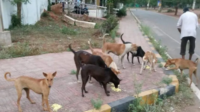 COVID-19 lockdown: Odisha govt gives additional funds to urban local bodies for feeding stray animals