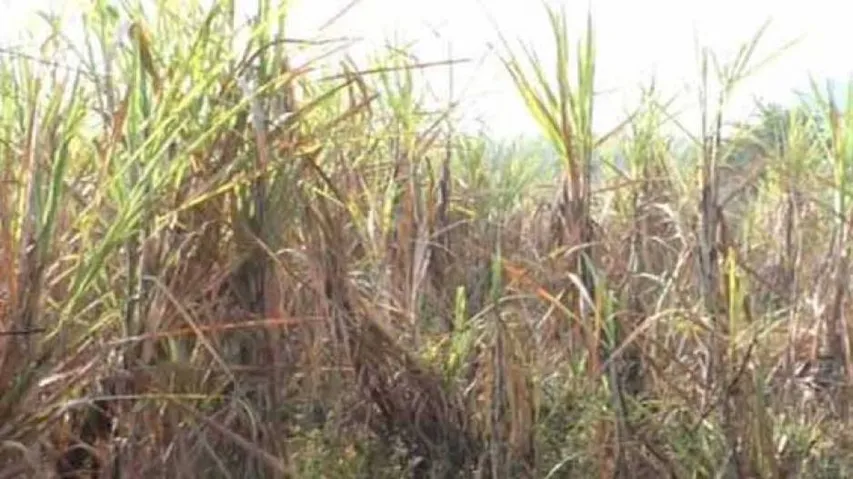 Sugarcane Farmers In Kalahandi Stare At An Uncertain Future