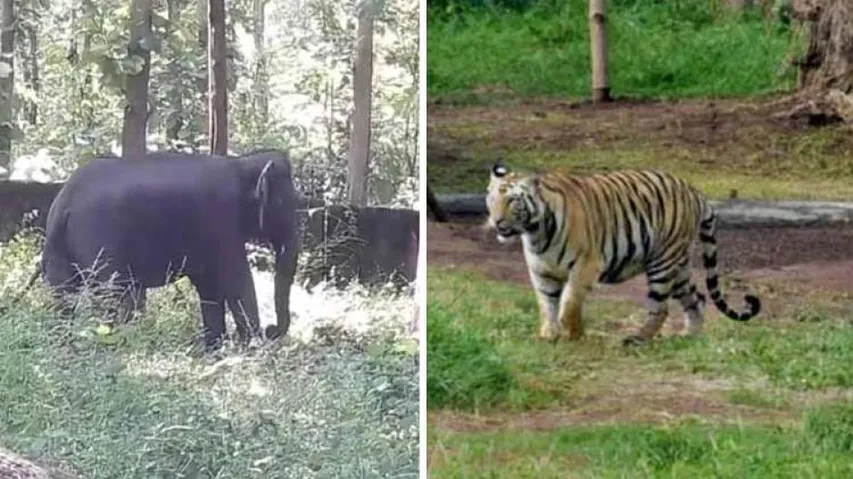 Operation to tranquilise tigress Sundari to resume today