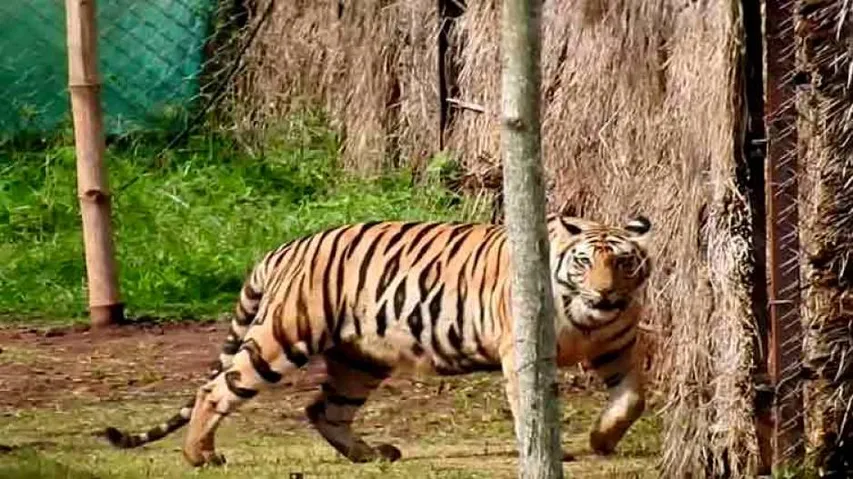 Odisha urges NTCA to decide future of tigress 'Sundari'