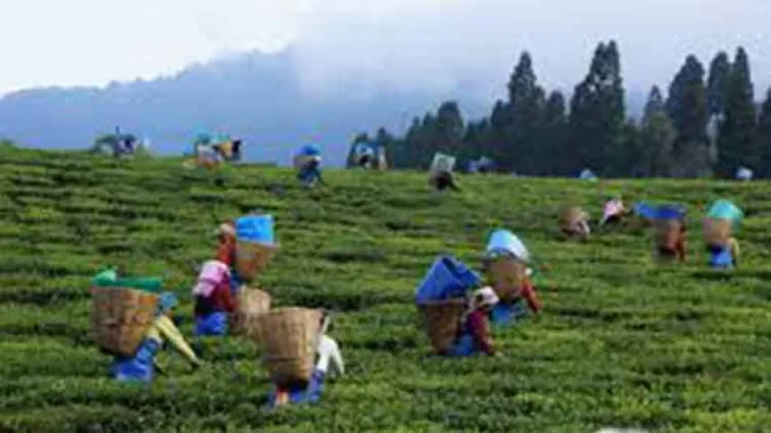 Tea Garden Workers' Bonus Issue Resolved