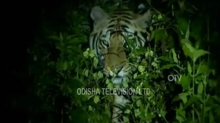 Kumki elephant from Chandaka to help tranquilise tigress Sundari