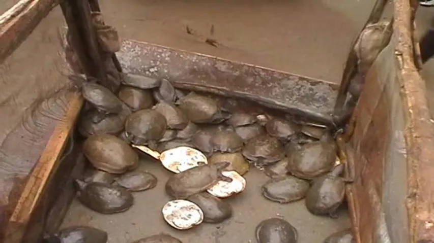 350 rare turtle species seized in Chitrakonda; 3 held