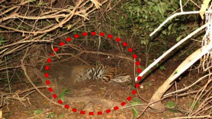 Tiger Mahavir found dead in Satkosia core reserve forest area