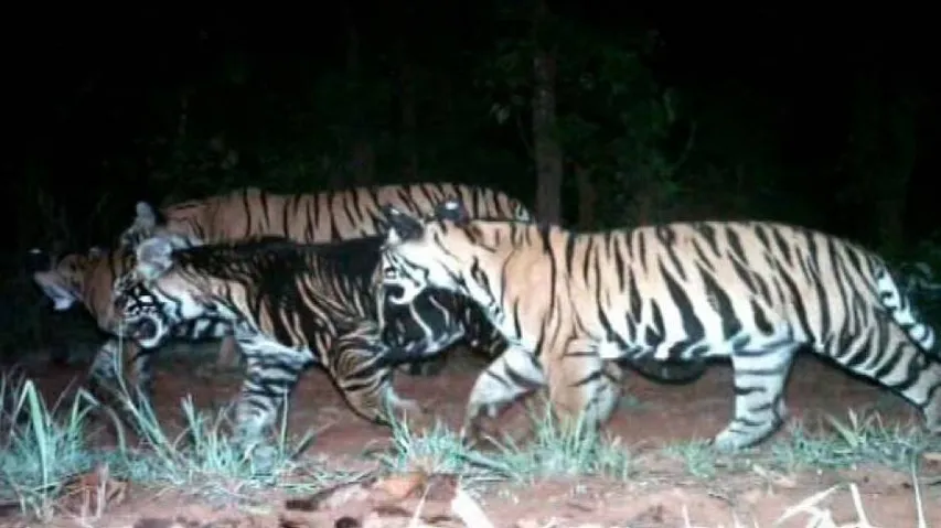 Tiger population in Odisha: Another number spills out, baffles experts