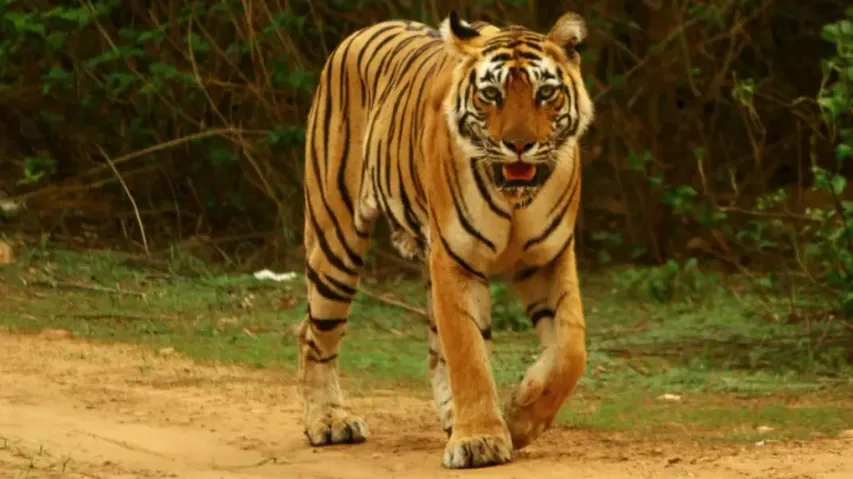 Tiger (Representative Image Only)