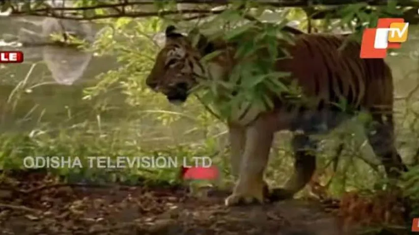 Odisha To Take Another Shot At Tiger Relocation In Satkosia Reserve