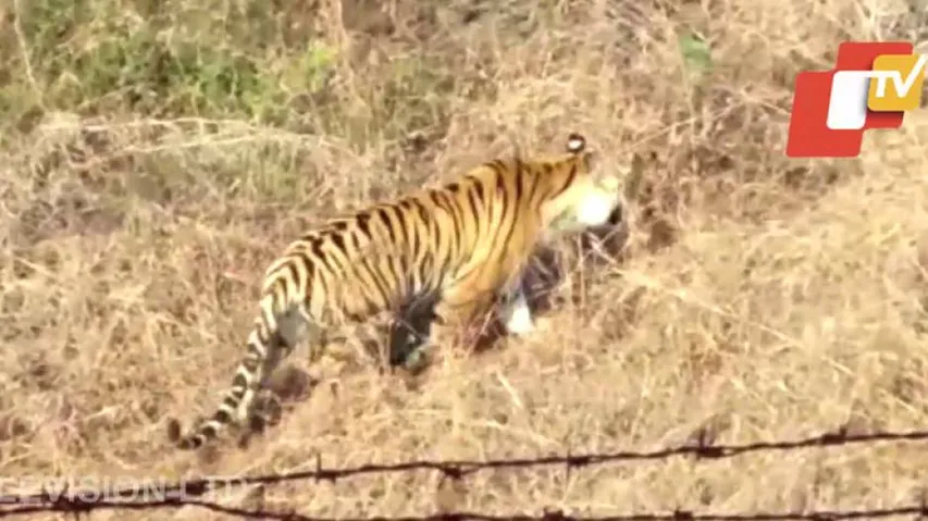 Tigress Sundari Translocated From Odisha To MP's Kanha Reserve