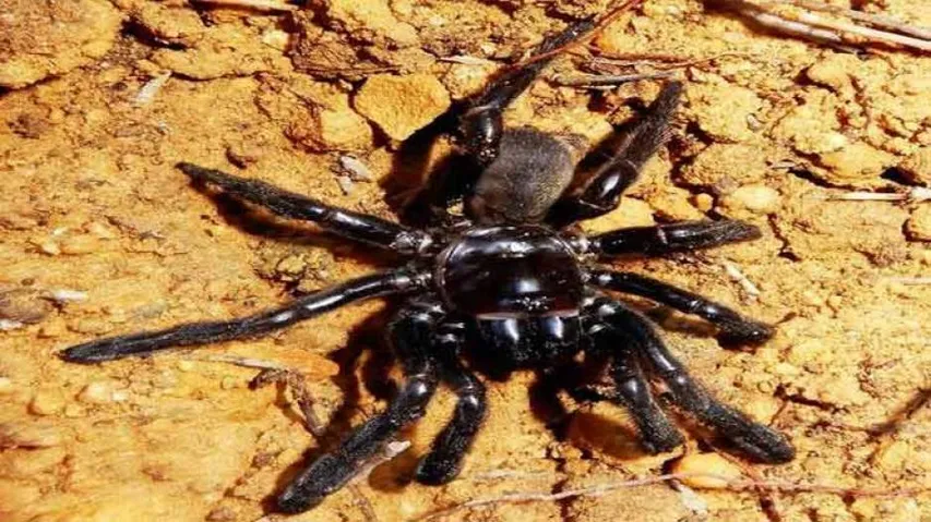 New Trapdoor Spider Species Discovered In Odisha