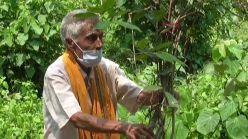 World Environment Day: Meet 7o-year-old ‘Tree Man’ Of Mayurbhanj And His Love For Greenery