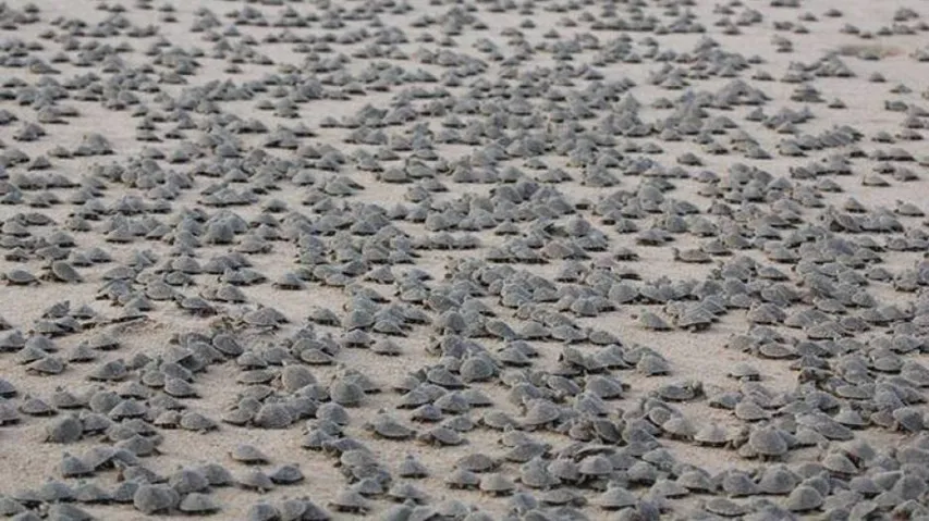 Turtle 'Tsunami' In Brazil! Over 70K Hatchlings Emerge In A Single Day | WATCH