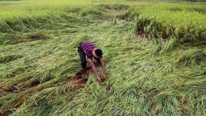 Unseasonal Rainfall Leaves Odisha Farmers In Distress