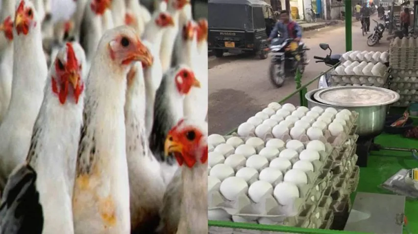 Odisha Bird Flu Shocker: Egg Prices Down By 15%, Broiler 10% Within 48-Hours!