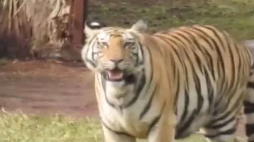 ‘Sundari’ released in Satkosia Tiger Reserve