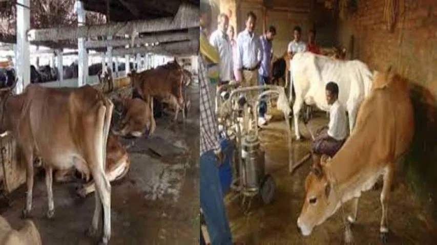 Right price, higher procurement will be the milk shake for ailing Odisha dairy farmers!