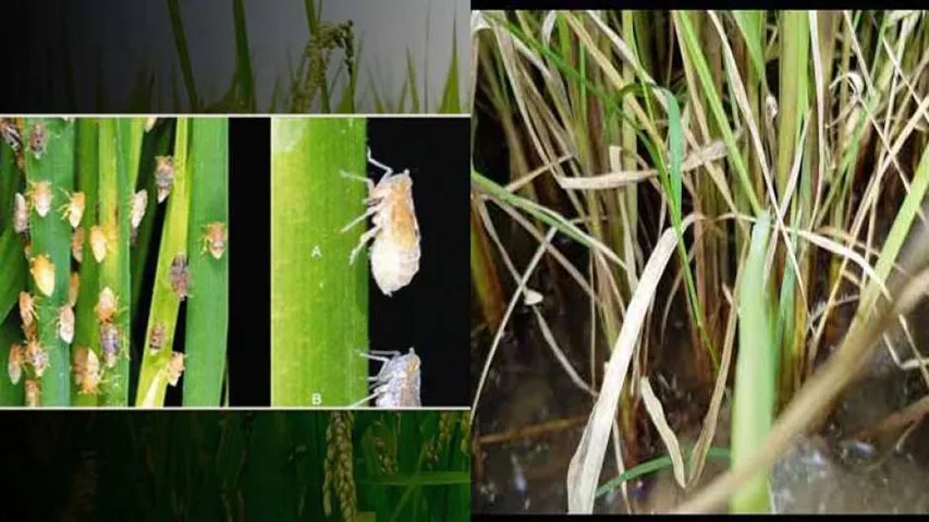 October rains make Odisha farmers vulnerable to Chakada, Mite attacks!