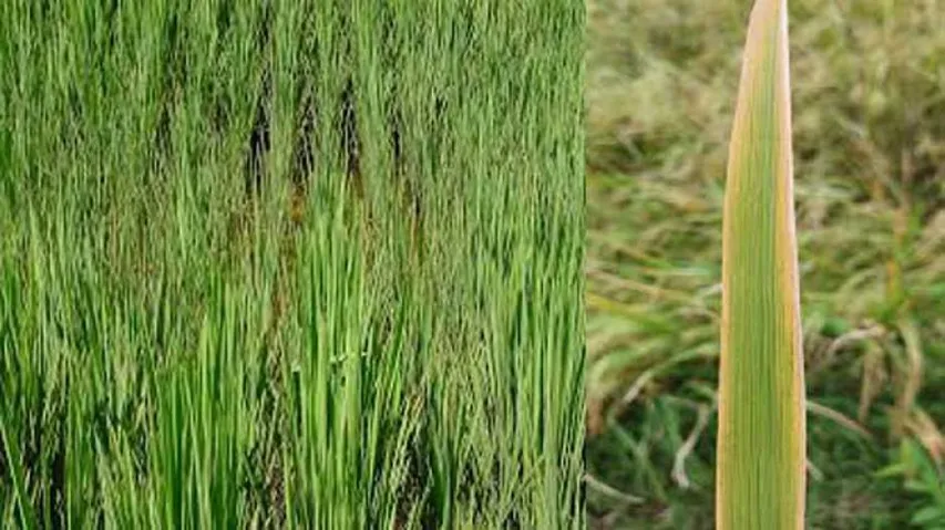 Low Soil Phosphorus a blow to rice security in Odisha!