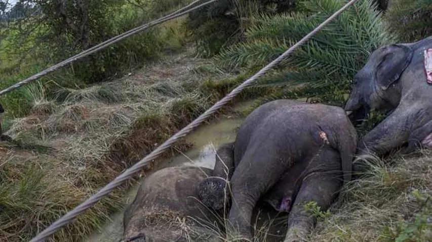 Odisha Elephants face 'jumbo' threat to life from live wires!