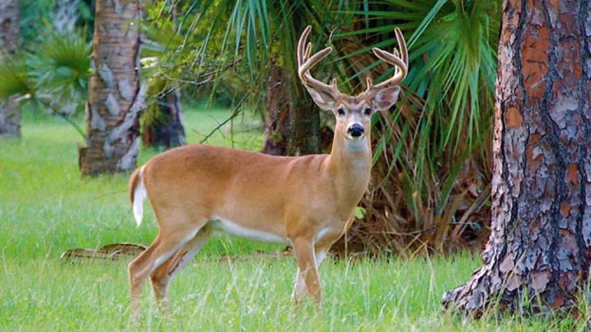 15 kg venison seized, poacher held