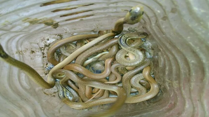 12 Indian Cobra hatchlings found inside house in Puri