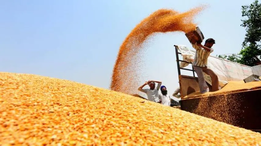 Centre hikes MSP of wheat, pulses