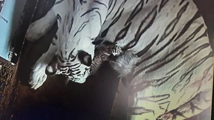 Nandankanan Welcomes New Guests, White Tigress Bijaya Delivers 3 Cubs