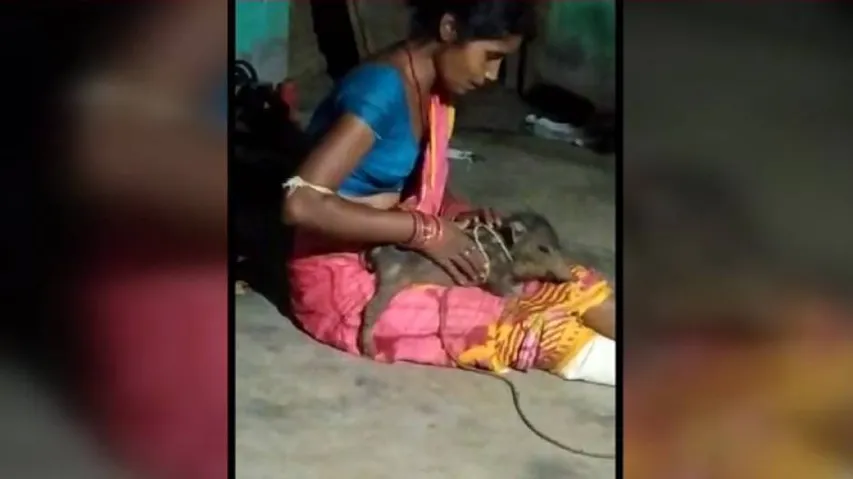 'Bring My Child Back,' Appeals Odisha Woman Whose 'Pet' Wild Boar Was Seized