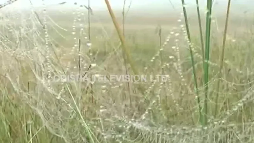 Mercury Continues To Dip In Odisha, Sonepur Coldest At 9.2 Degrees