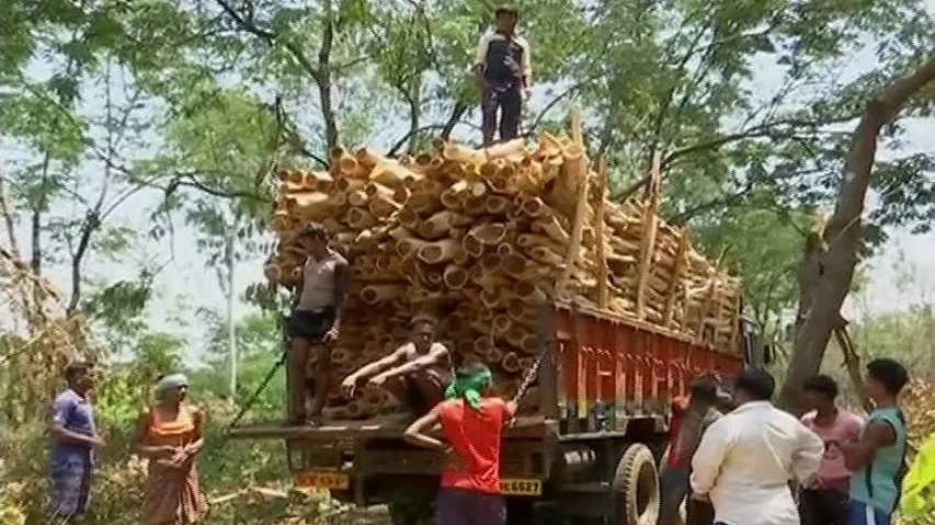Timber mafia freely felling trees in Jeypore forest range